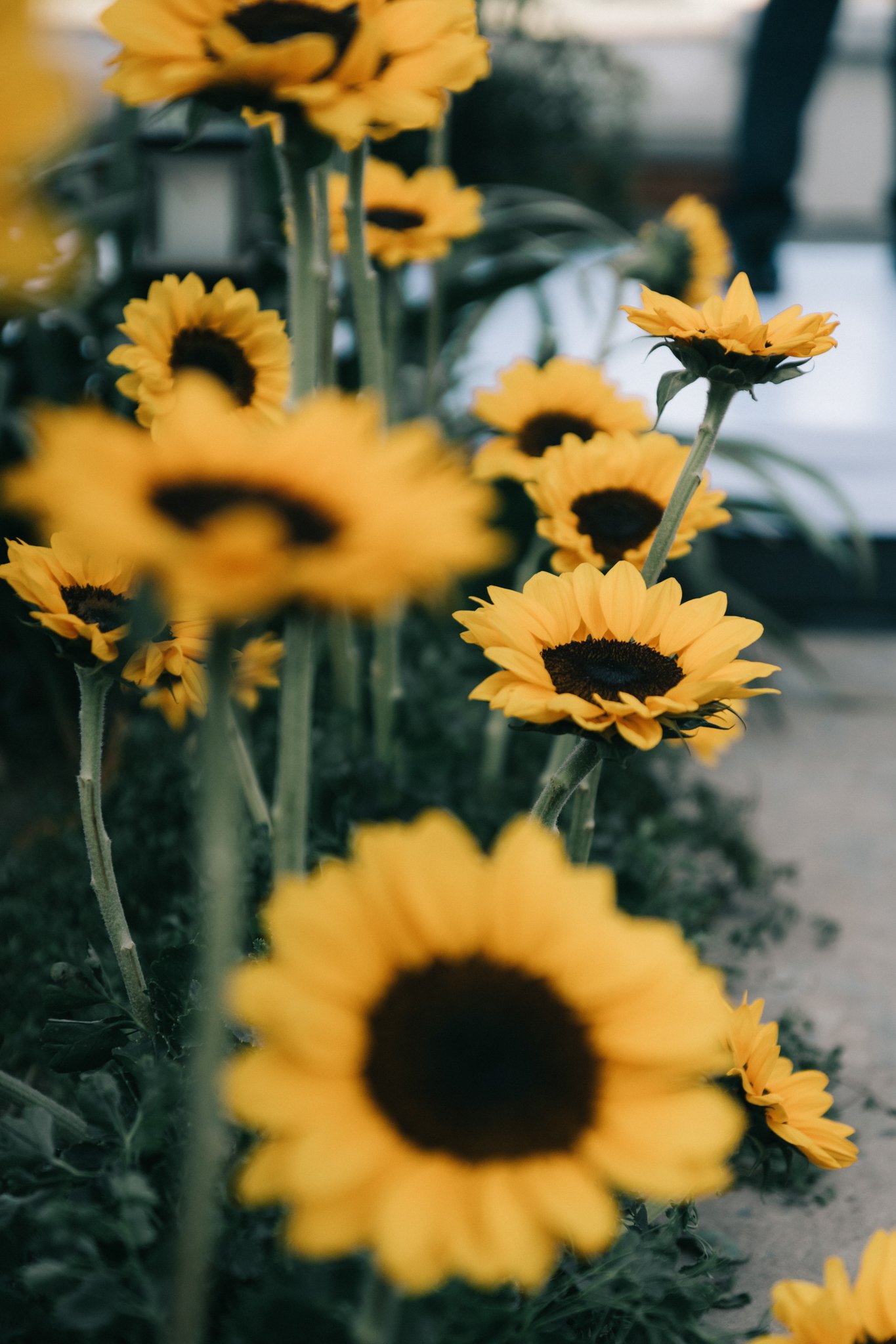 A garden wedding with sunflowers — Wedding day documentary, photo 30, Khuất Quang Huy